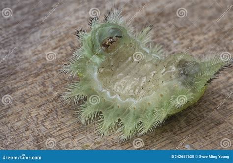 Close Shot Of The Green Crowned Slug Moth Caterpillar Stock Photo