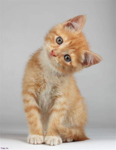 Image - Cute-orange-tabby-cats-brown-tabby-cat-orange-and-white-tabby