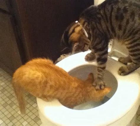 20 Pictures Proving That Cats Are Jerks