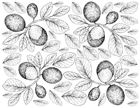 Premium Vector Fresh Fruits Illustration Wallpaper Of Hand Drawn Sketch