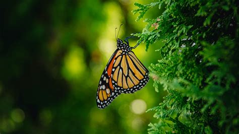 Download Wallpaper 3840x2160 Monarch Butterfly Butterfly Branch