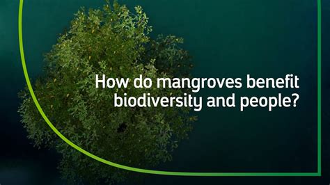 the vital role of mangrove ecosystems our biodiversity youtube