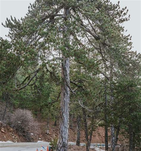 Pinus Brutia Rough Pine In