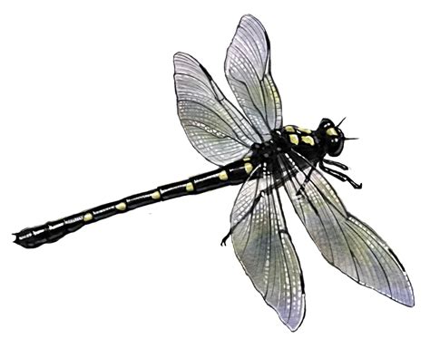 Related Image Dragonfly Dragonfly Insect Png