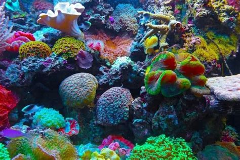 10 Of The Largest Coral Reefs In The World 10largest
