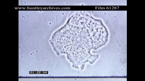 221,632 cell background stock video clips in 4k and hd for creative projects. Micrograph of White Blood Cells. Archive film 61287 - YouTube