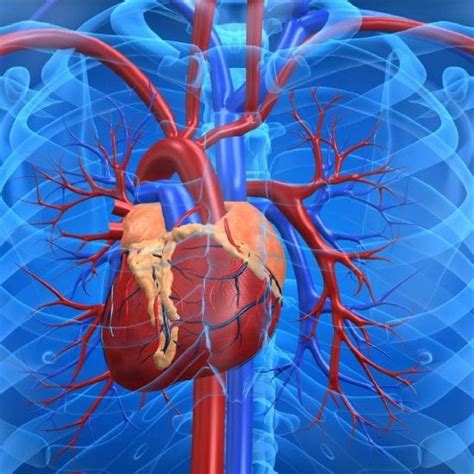 Función Del Sistema Cardiovascular Circulación Pulmonar Y Sistémica