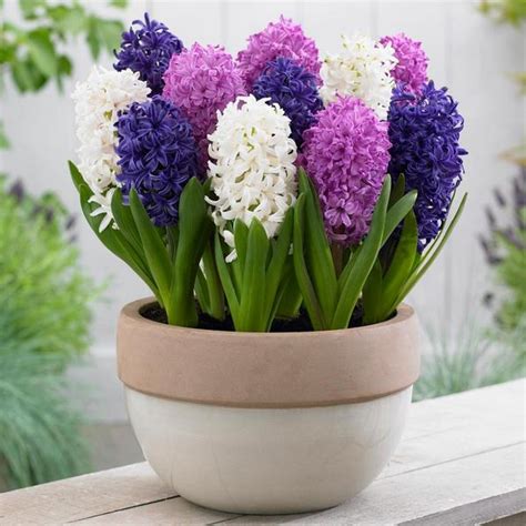 How To Grow Hyacinth Practical Tips For Beginner Gardeners