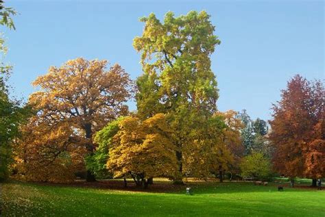1 anlage mit 50 gärten und 15.000 m² gesamtfläche vereinsdaten: Alter Botanischer Garten | FreizeitMonster
