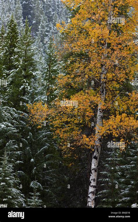 Autumn Colours Of The Aspen Trees In The Snow Nr Muleshoe Bow Valley