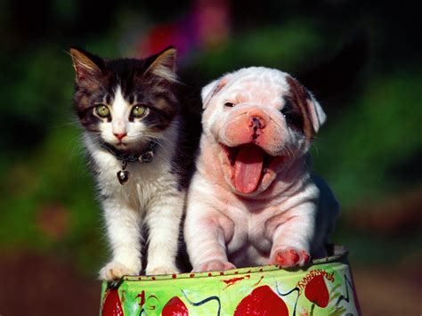 Funny Pictures Of Puppies And Kittens Funny Pictures Gallery