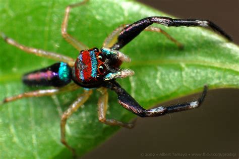 Multi Colored Jumping Spider 3 Chrysilla Lauta Miiz Flickr