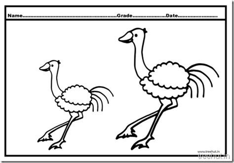 Ostrich Coloring Pages