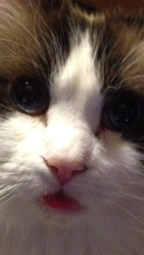 ☛ post ragdoll for adoption. Casper a seal bi color Ragdoll cat. A rescue from ...