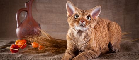 Devon Rex Cat Breed Information Characteristics And Facts Pet Side