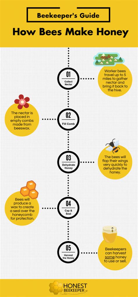 How Do Bees Make Honey Step By Step Guide Honest Beekeeper