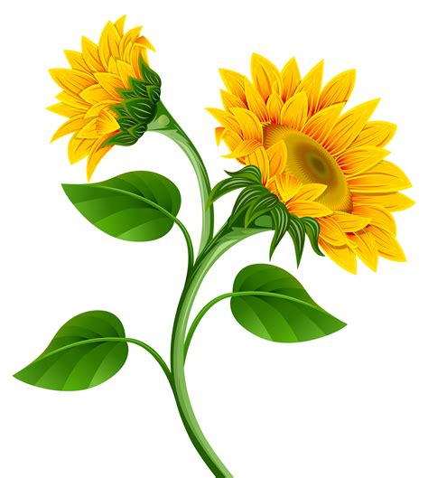Printable Sunflower Clipart Customize And Print