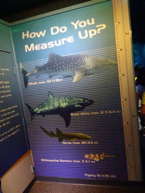 How Do You Measure Up Signage At Seaworld Orlando Zoochat