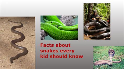 Amazing Facts About Snakes For Kids Youtube