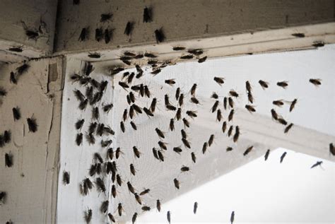 How To Get Rid Of Cluster Flies Effective Methods Diy Pest Control