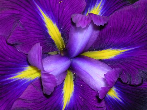Flower Homes Iris Flowers