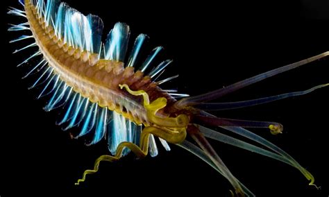 Gallery Meet 6 Bewitching Rarely Seen Creatures From The Oceans
