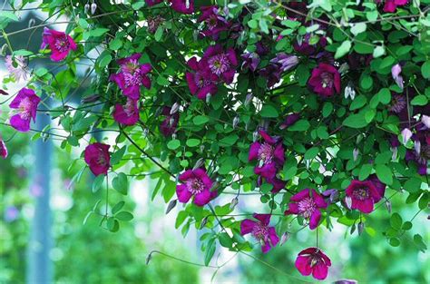 Check spelling or type a new query. Clematis
