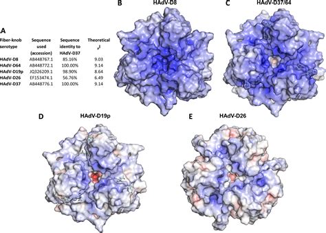 Of the many different viruses being explored for oncolytic potential, an adenovirus was the first to be approved by a regulatory agency, the genetically modified h101 strain. Human adenovirus type 26 uses sialic acid-bearing glycans ...