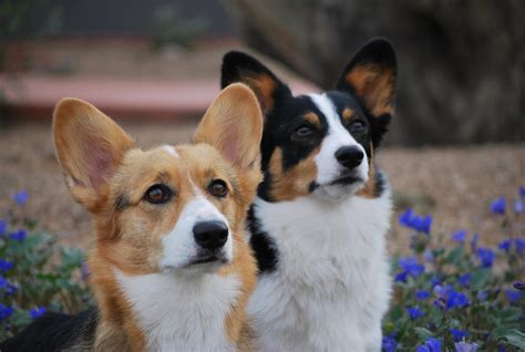 Best Corgi Rescues In Arizona 2024 We Love Doodles