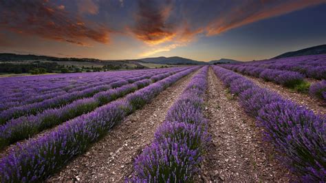 Nature Plants Landscape Photography Lavender Field Wallpapers Hd