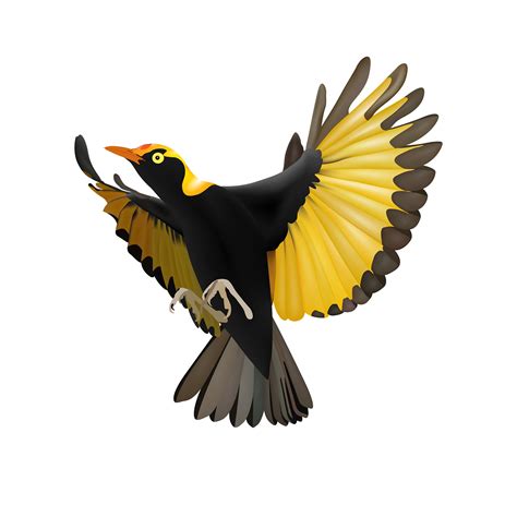 Bird Vector Illustration on Behance