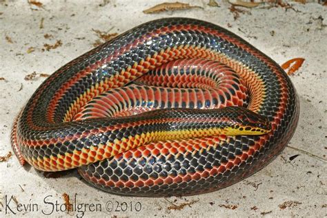 Farancia Erytrogramma A Large Adult Female Rainbow Snake From Georgia