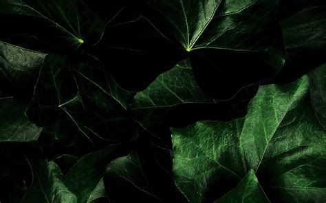 Nature Leaf Hd Wallpaper