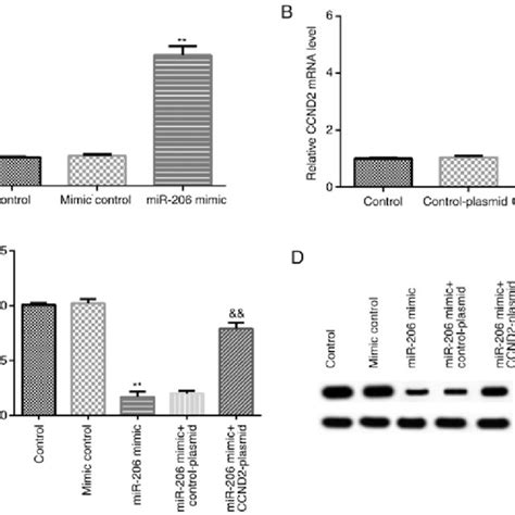 Expression Levels Of Mir In Iose Cells And Kgn Cells Reverse