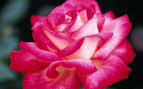 Hybrid tea rose — rosa augusta luise. Immagini di rose - Rose - Fotografie rose