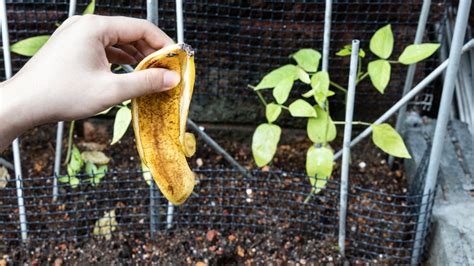 A Simple Banana Is The Secret To Flourishing Tomato Plants