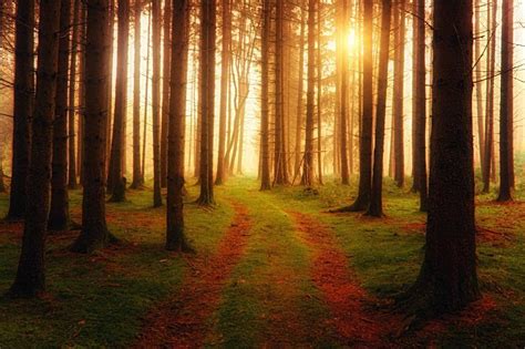 Free Stock Photo Of Sunlight Passing Through Trees In Forest Download
