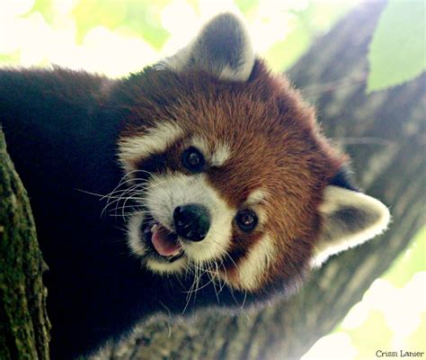 Saving Red Pandas Cincinnati Zoo And Botanical Garden