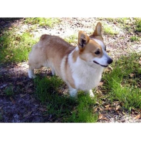 An affectionate and loyal family member, the corgi is happy to be an only dog and can be gentle. Lecanto Corgis, Pembroke Welsh Corgi Breeder in Lecanto ...