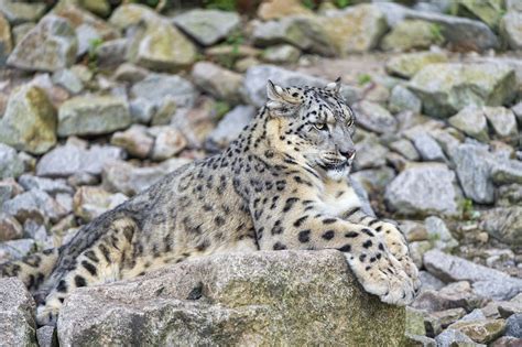 Snow Leopard Lying On The Rocks The Mother Snow Leopard Po Flickr