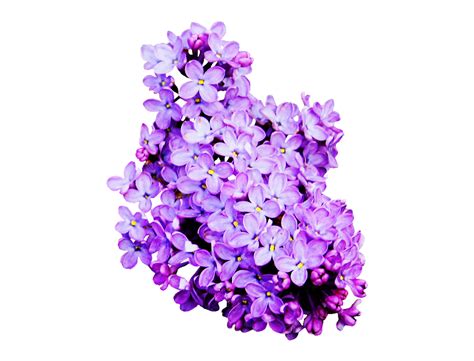 Lavender Cut Flowers Lilac Lavender Color Flower Png Transparent