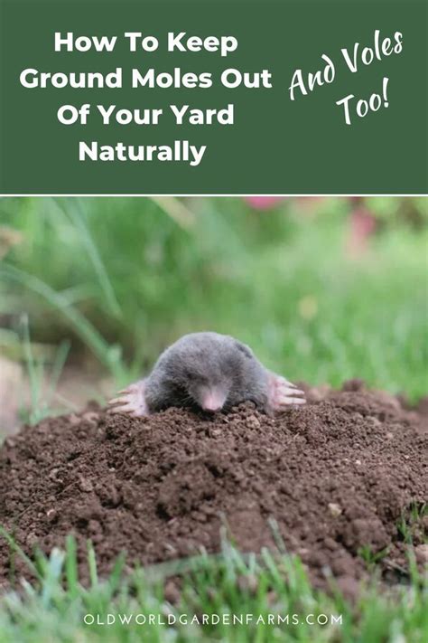 How To Keep Ground Moles Out Of Your Yard Naturally And Voles Too
