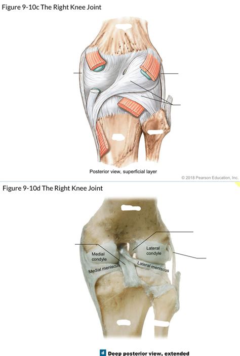 Posterior Knee Joint Ligaments My XXX Hot Girl