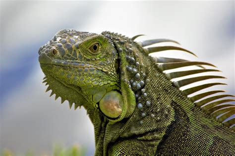 Vegan Reptiles You Can Keep The Tye Dyed Iguana Reptiles And