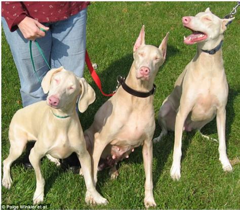 Researchers Find Albino Gene In Dogs And Its Related To Human Disorder
