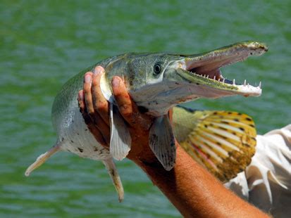 In various indian cultures the scales of this fish have been used to. Alligator Gar Pictures | Fish Tales