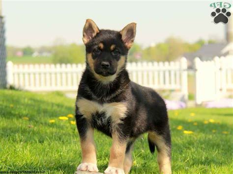 German Shepherd Mix Puppies For Sale In Black Lab German Shepherd Mix