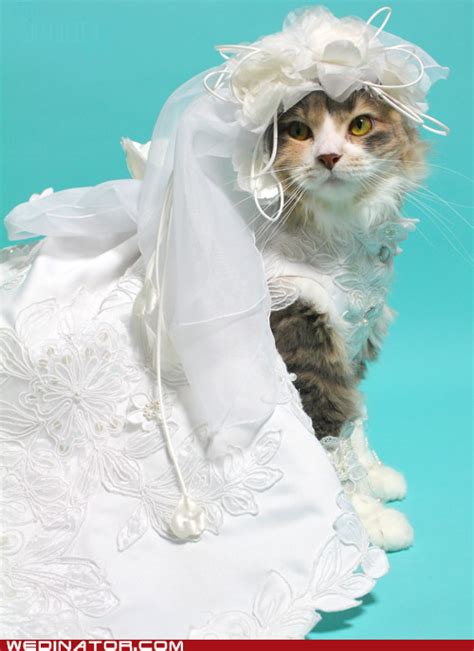And Another Cat Wedding Adorable Kitten Cat Fashion