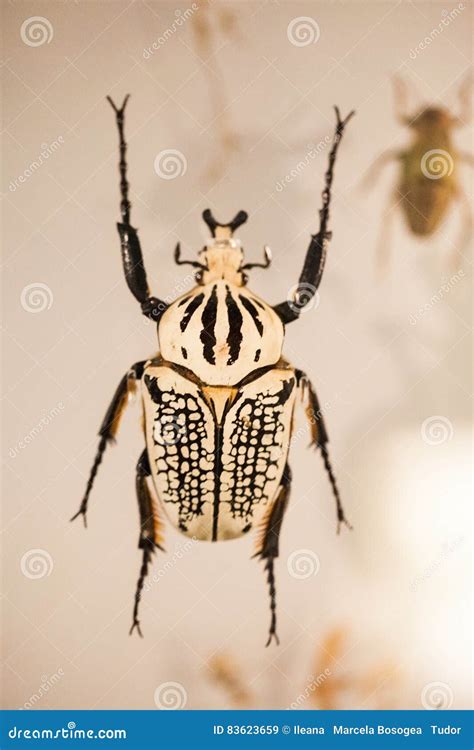 London Uk Natural History Museum Insects In The Cocoon Section Editorial Stock Image Image