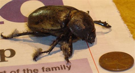 View this species on gbif. Female Eastern Hercules Beetle - What's That Bug?